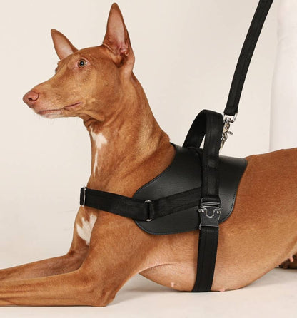 Hozi - Saddle Harness - Black