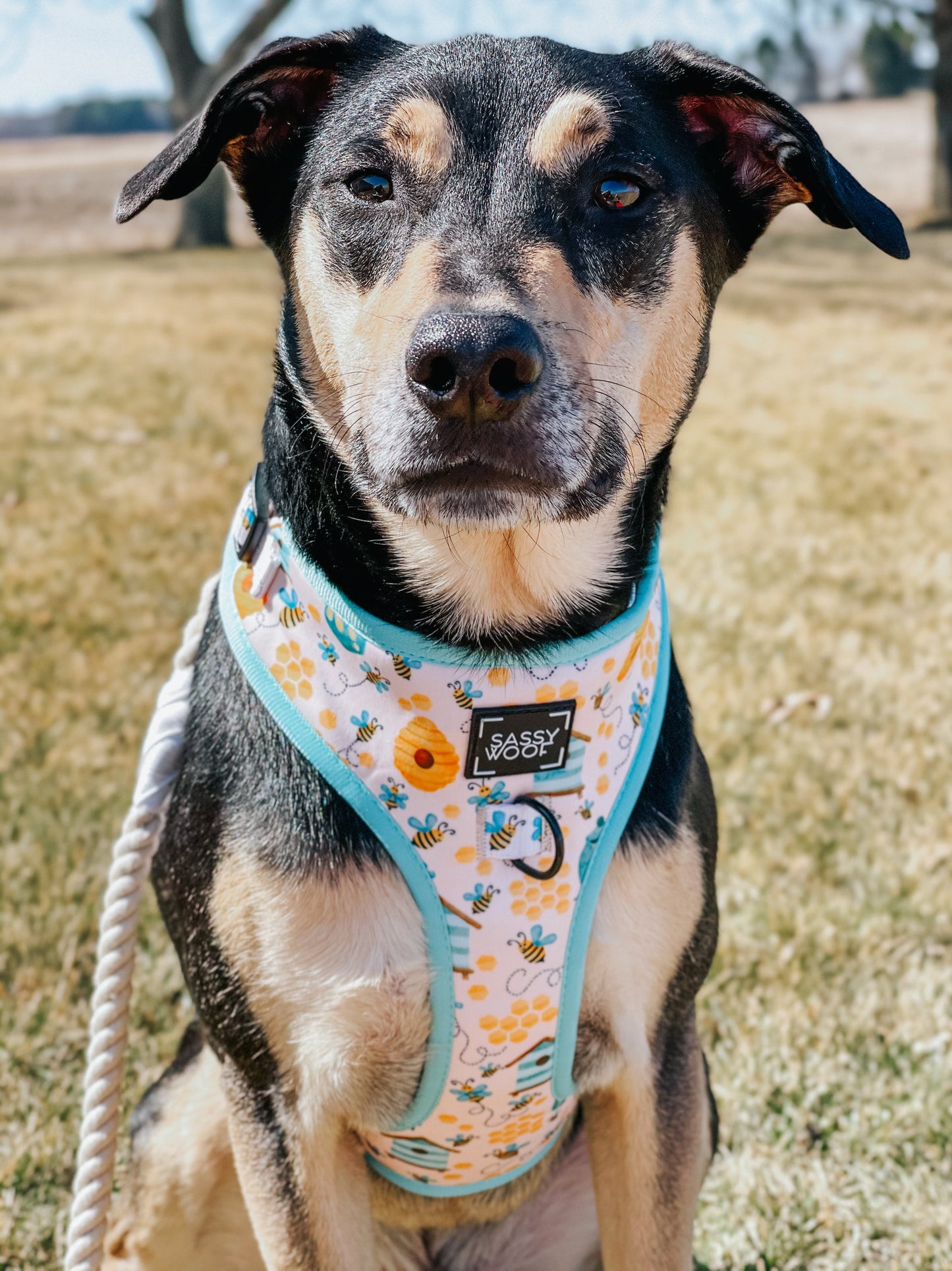 Dog Two Piece Bundle - Bee Sassy
