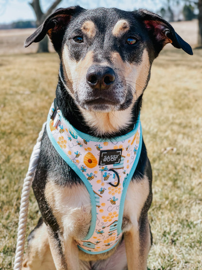 Dog Two Piece Bundle - Bee Sassy