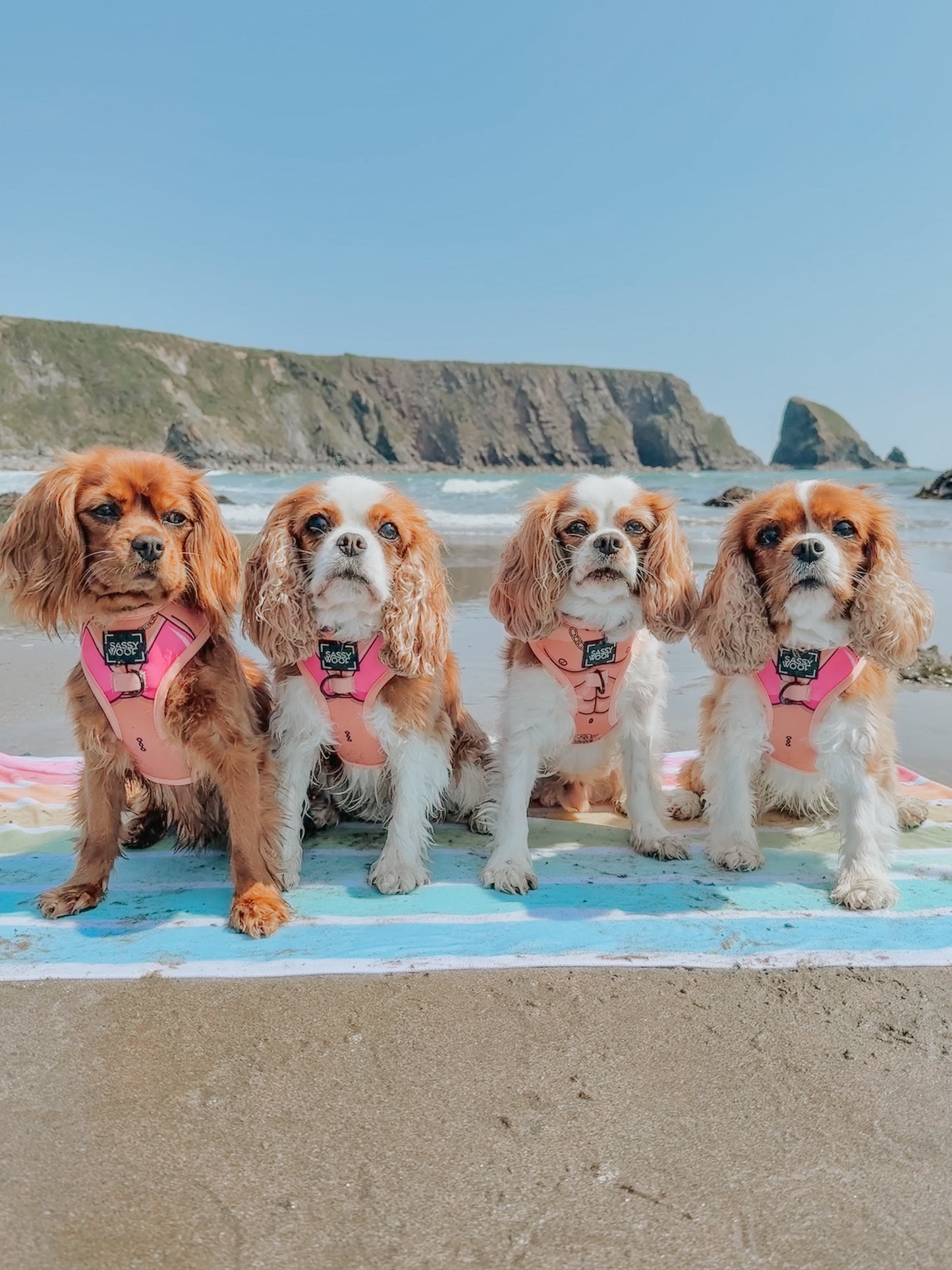 Dog Two Piece Bundle - Bikini Bod