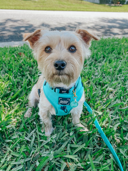 Dog Four Piece Bundle - Neon Blue
