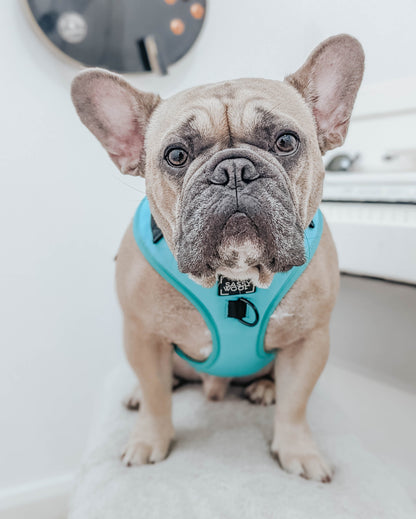 Dog Four Piece Bundle - Neon Blue