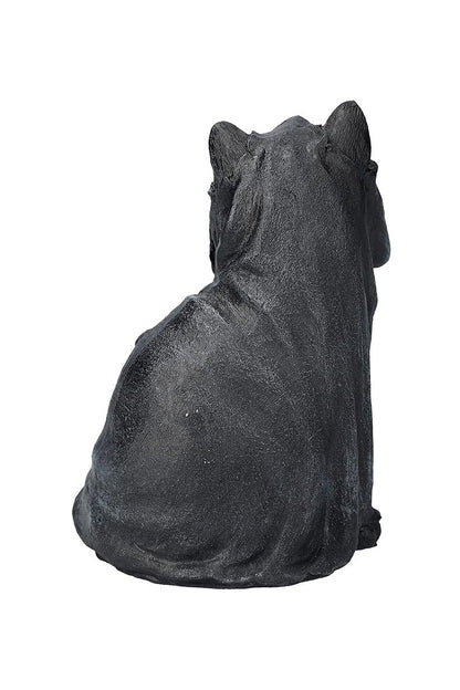 Black Cloak Cat