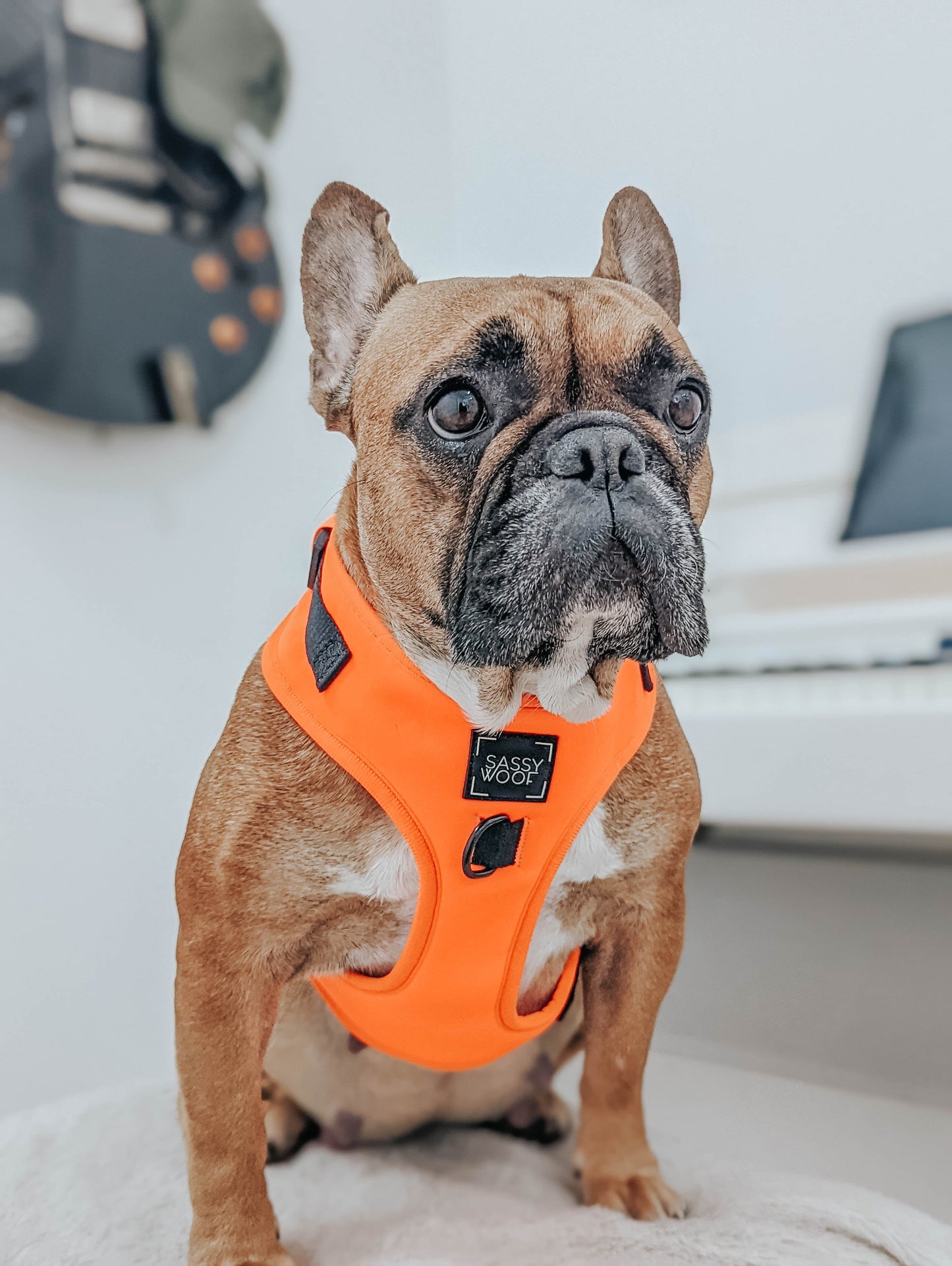 Dog Four Piece Bundle - Neon Orange