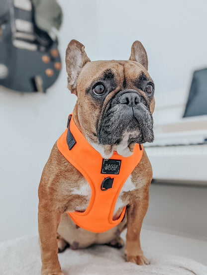 Dog Four Piece Bundle - Neon Orange