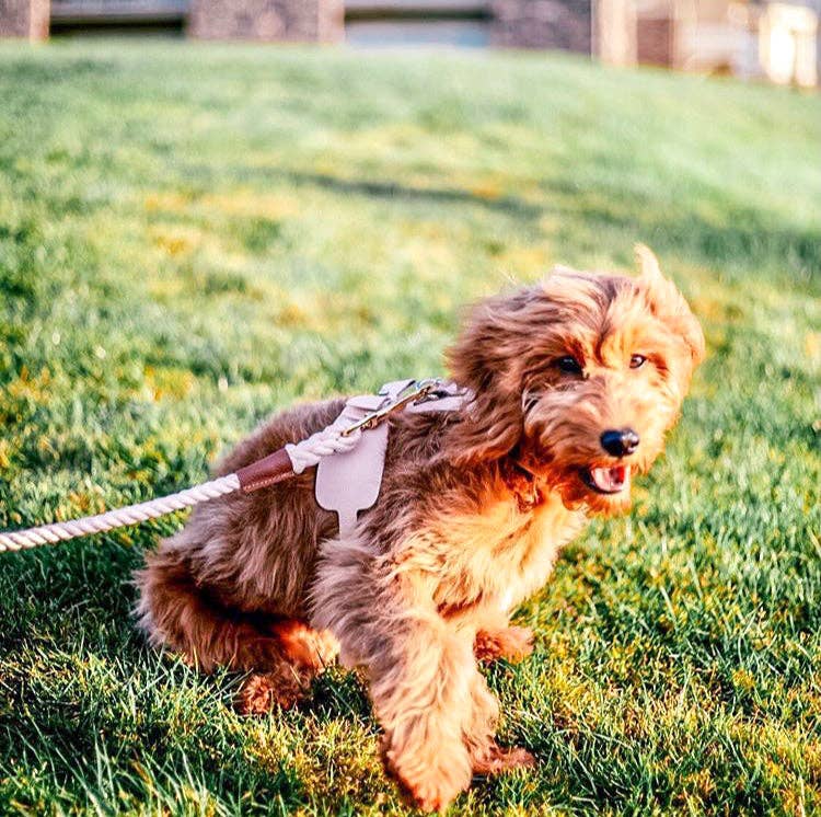 PoisePup - HARNESS - BELLA ROSE