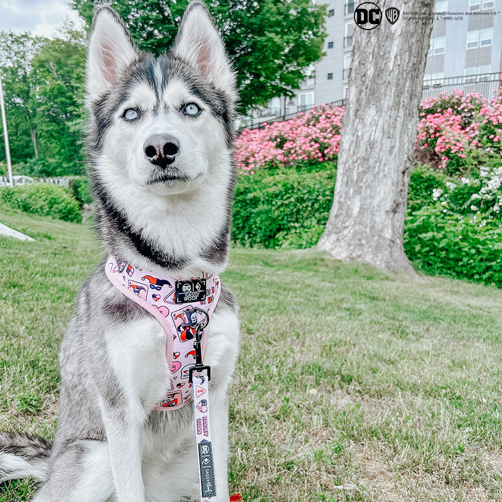Dog Adjustable Harness - Harley Quinn™