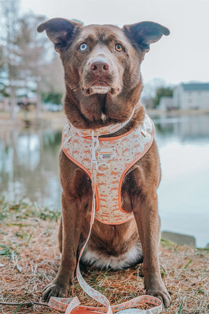 Dog Collar Three Piece Bundle - Pompompurin™