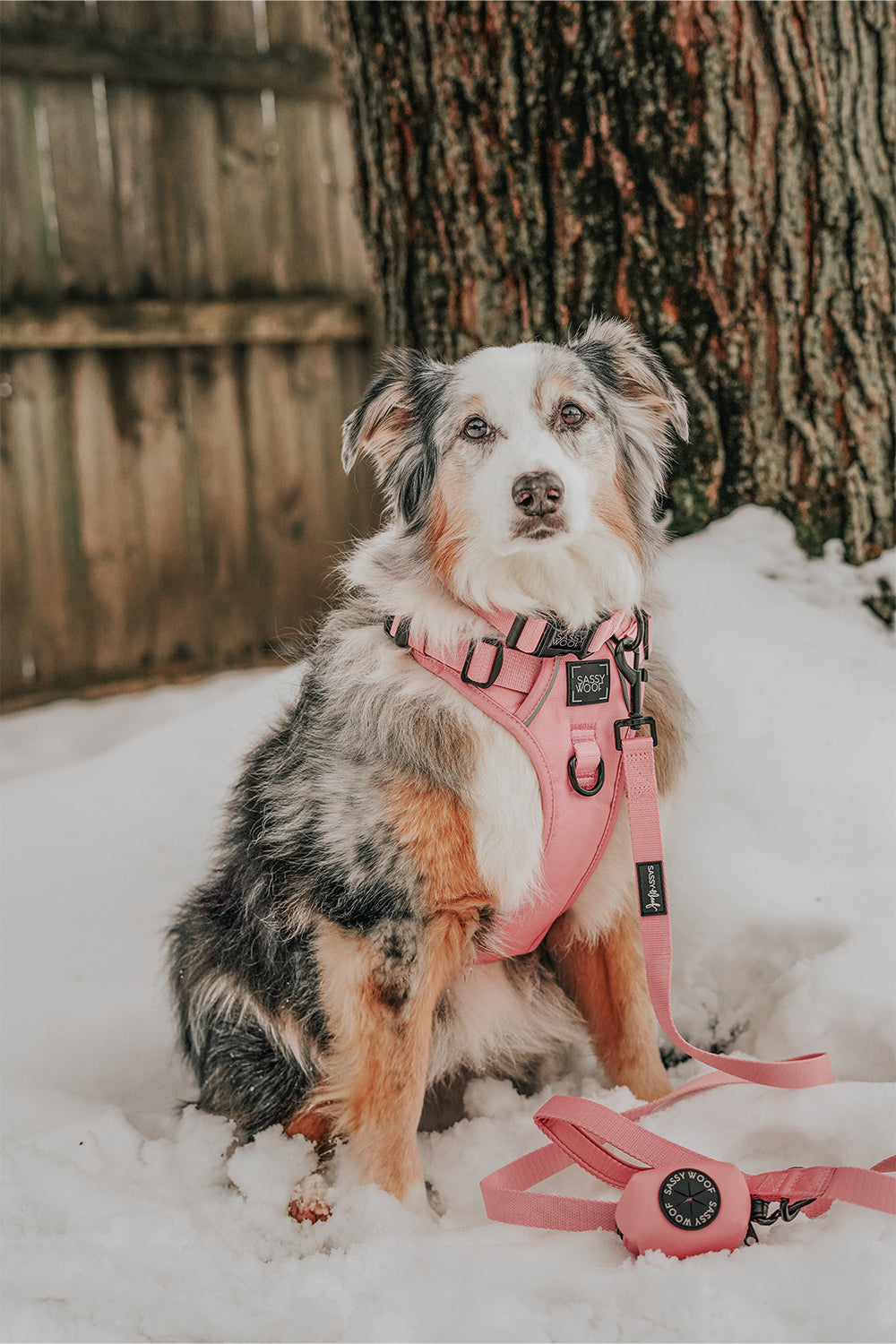 Dog Four Piece Bundle - Dusty Rose