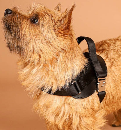 Hozi - Saddle Harness - Black