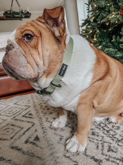 Dog Three Piece Bundle - Matcha