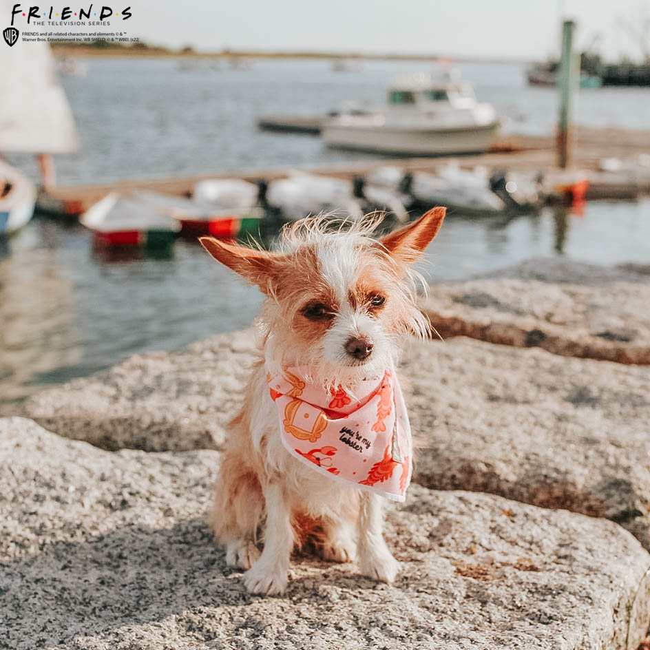 Dog Bandana - Friends™ (Lobster)