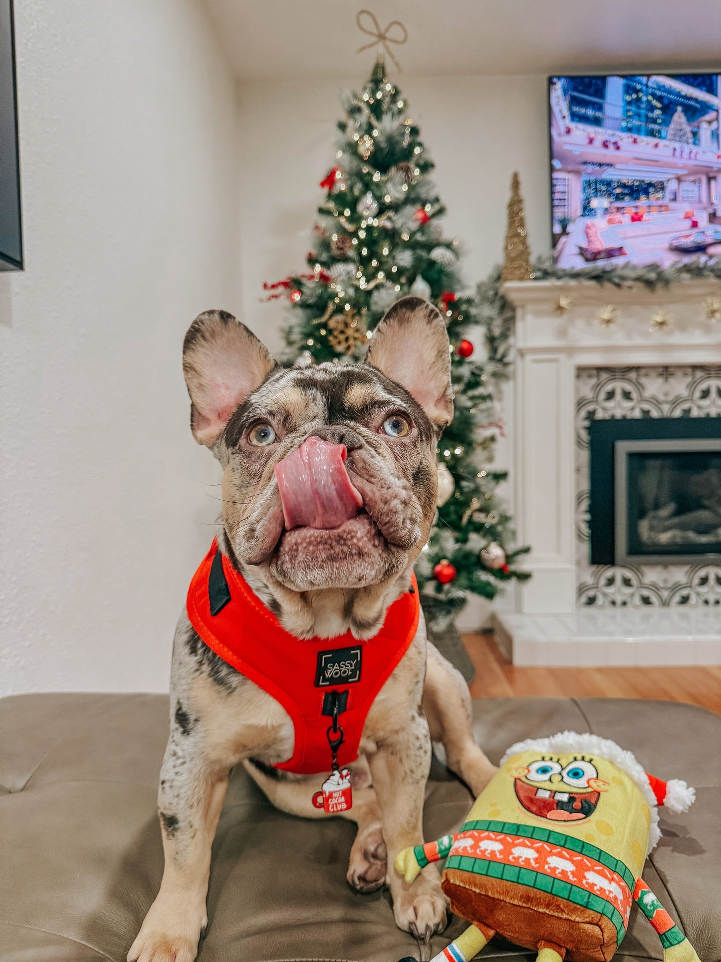 Dog Two Piece Bundle - Neon Red