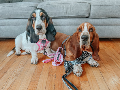 Dog Two Piece Bundle - Whole Milk