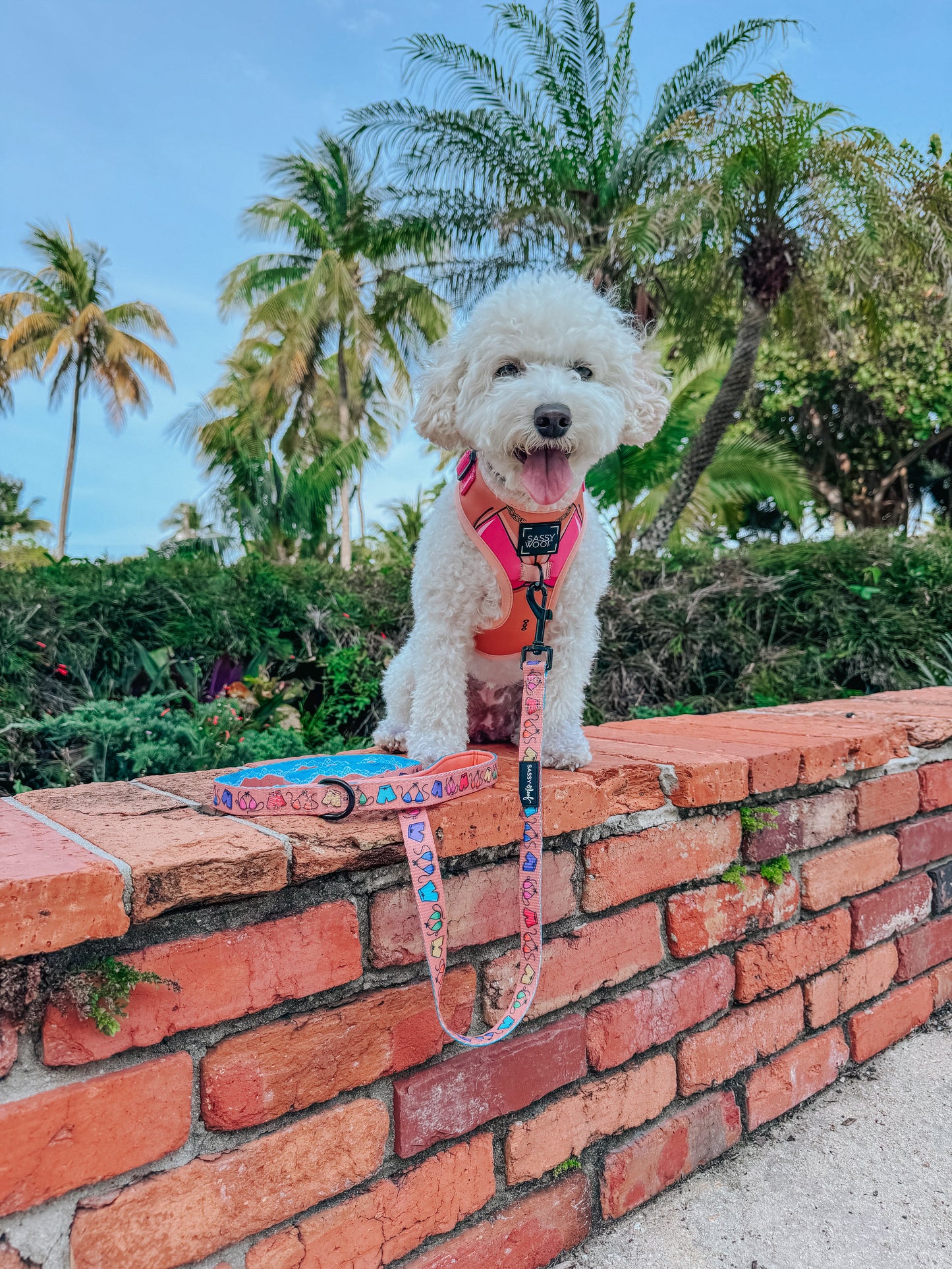 Dog Two Piece Bundle - Bikini Bod