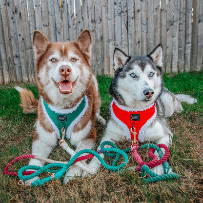 Dog Three Piece Bundle - Nice