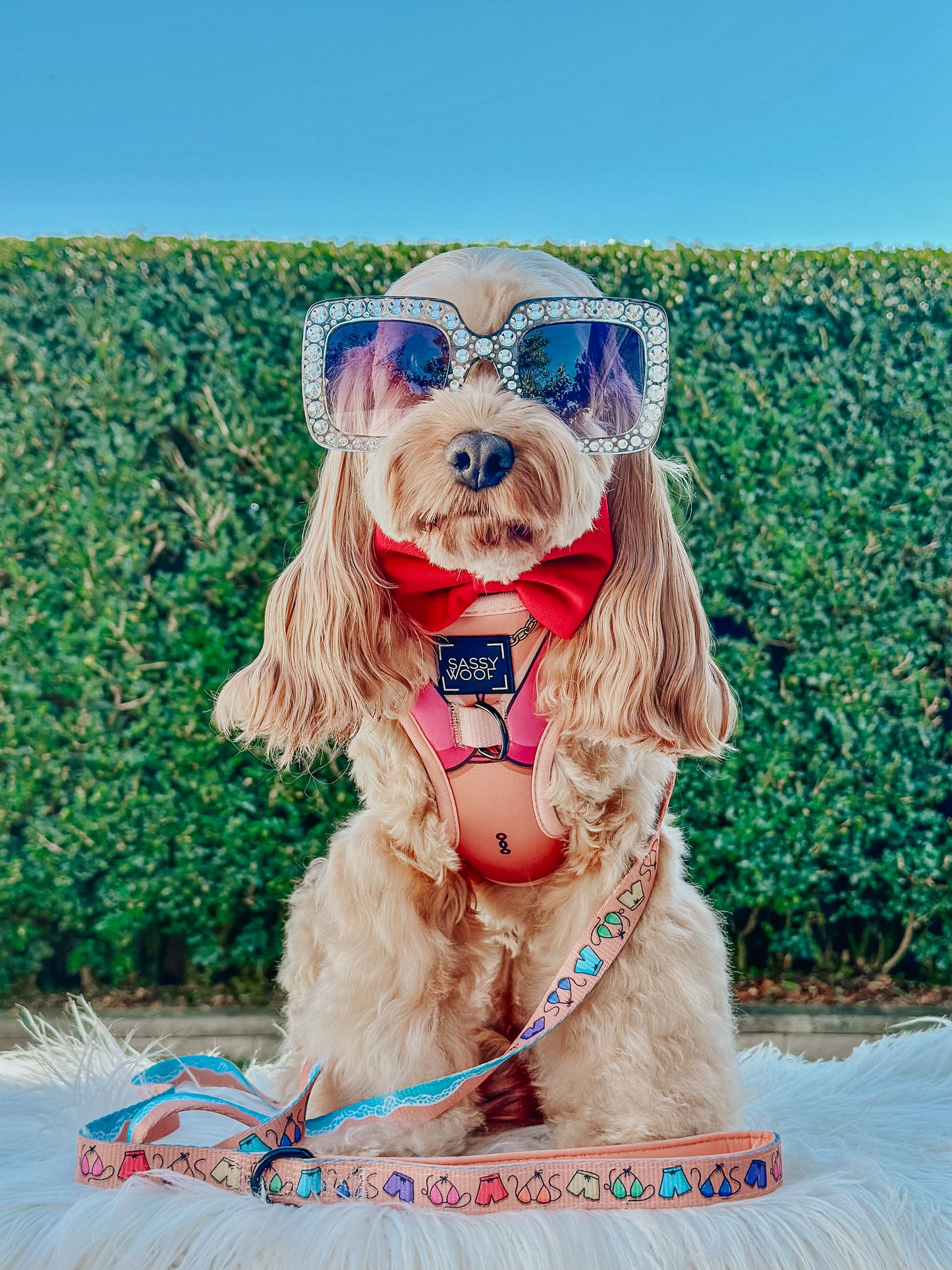 Dog Two Piece Bundle - Bikini Bod