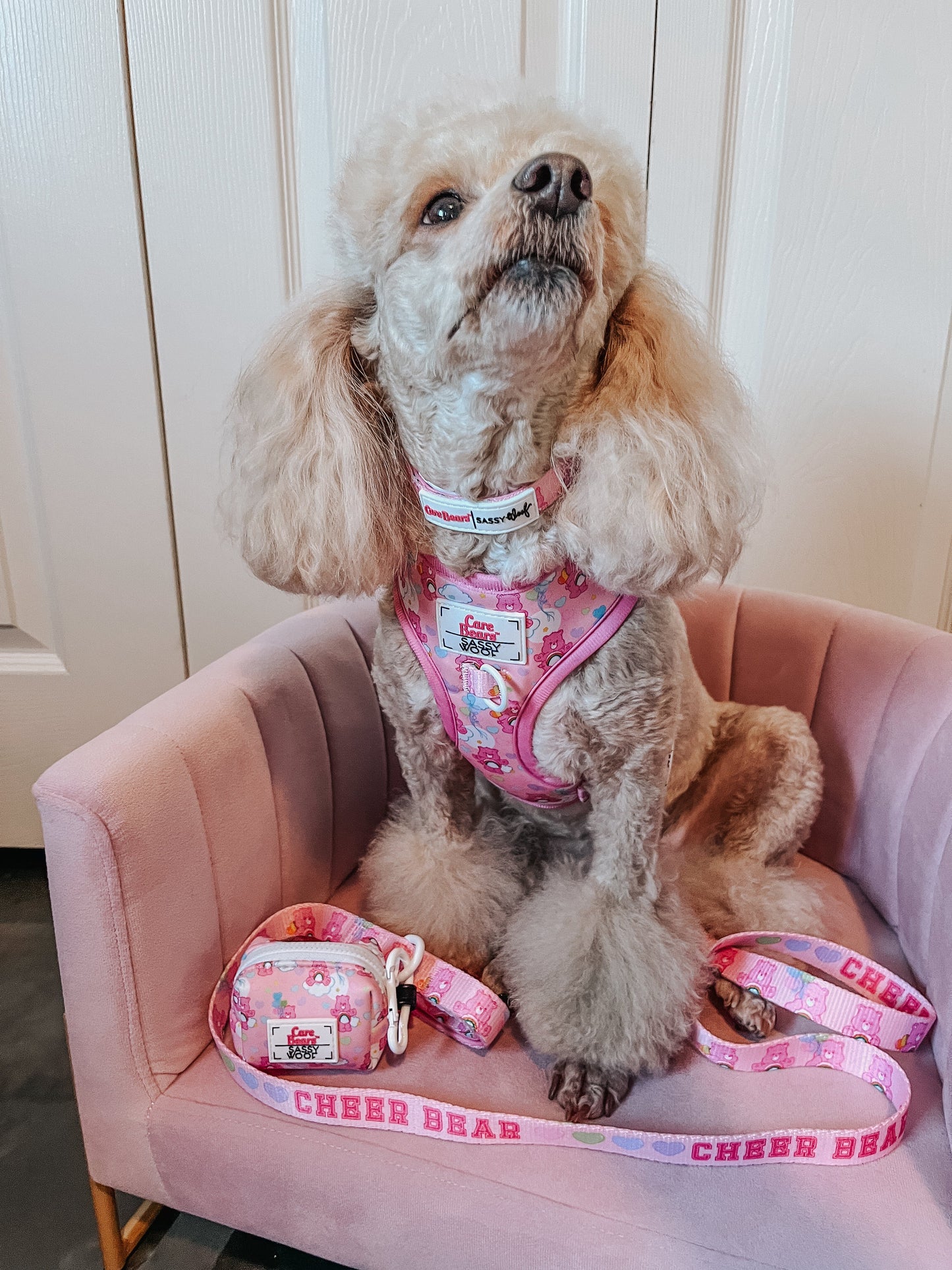 Dog Collar Three Piece Bundle - Care Bears™ Cheer Bear
