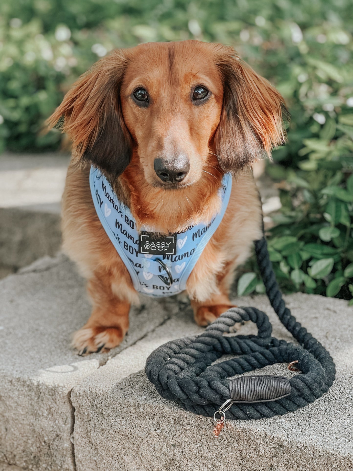 Dog Two Piece Bundle - Mama's Boy