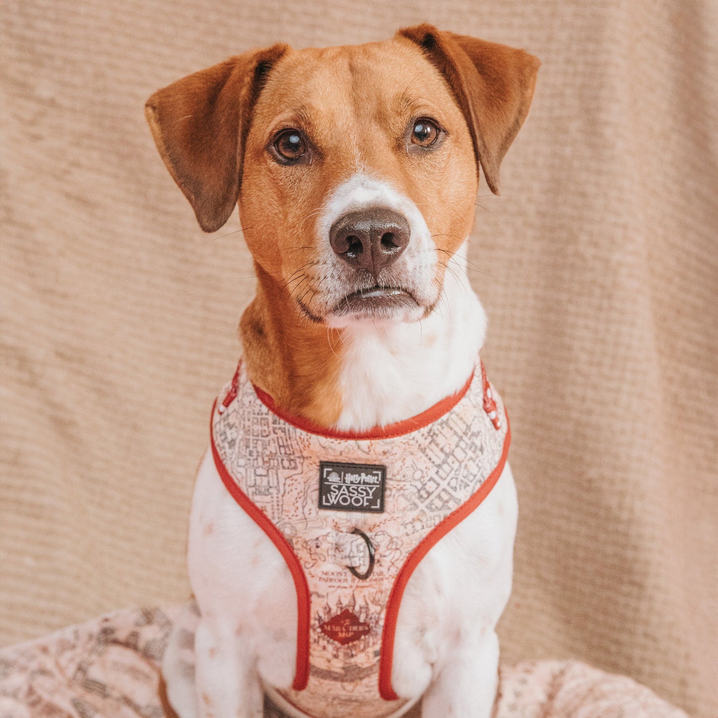 Dog Two Piece Bundle - Harry Potter™ Marauder's Map™