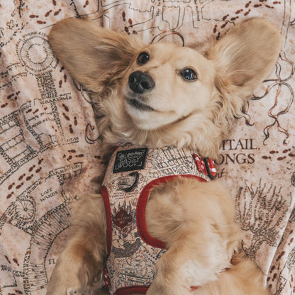 Dog Two Piece Bundle - Harry Potter™ Marauder's Map™