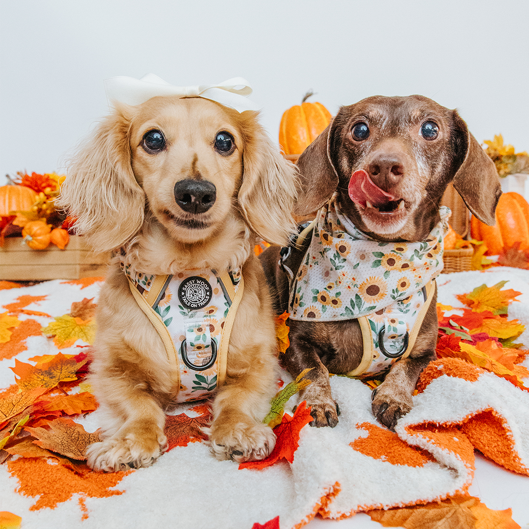 Dog Four Piece Bundle - Sunflower Dreams