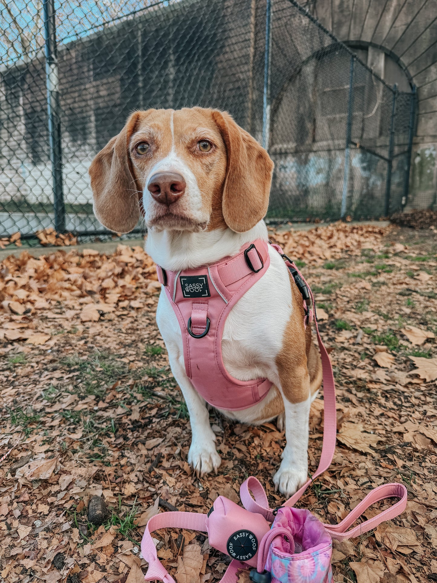 Dog Four Piece Bundle - Dusty Rose