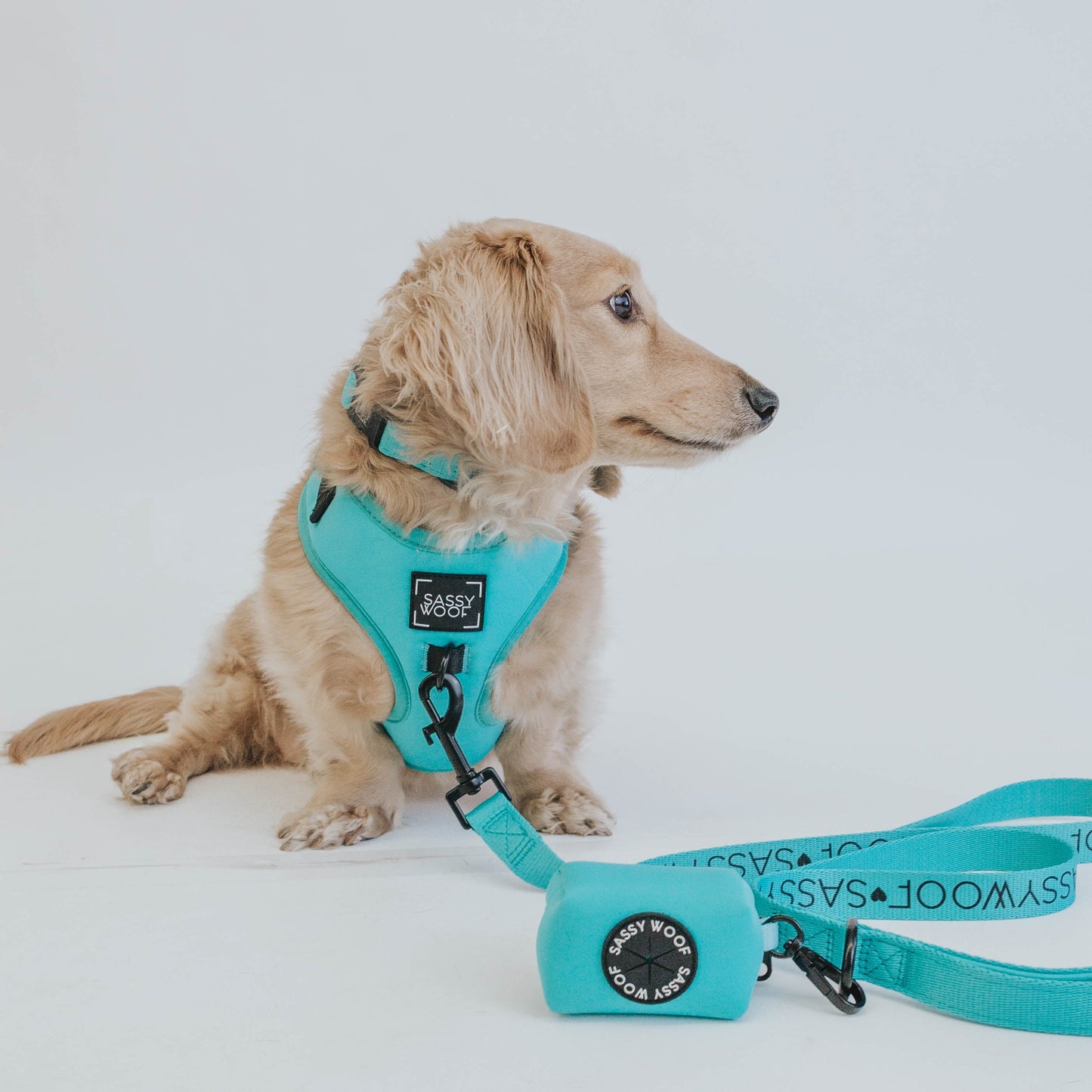 Dog Four Piece Bundle - Neon Blue
