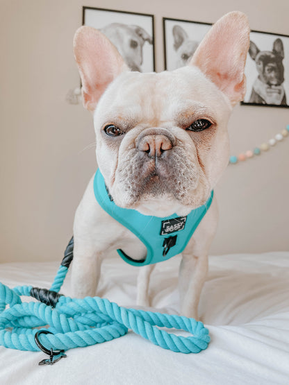 Dog Four Piece Bundle - Neon Blue