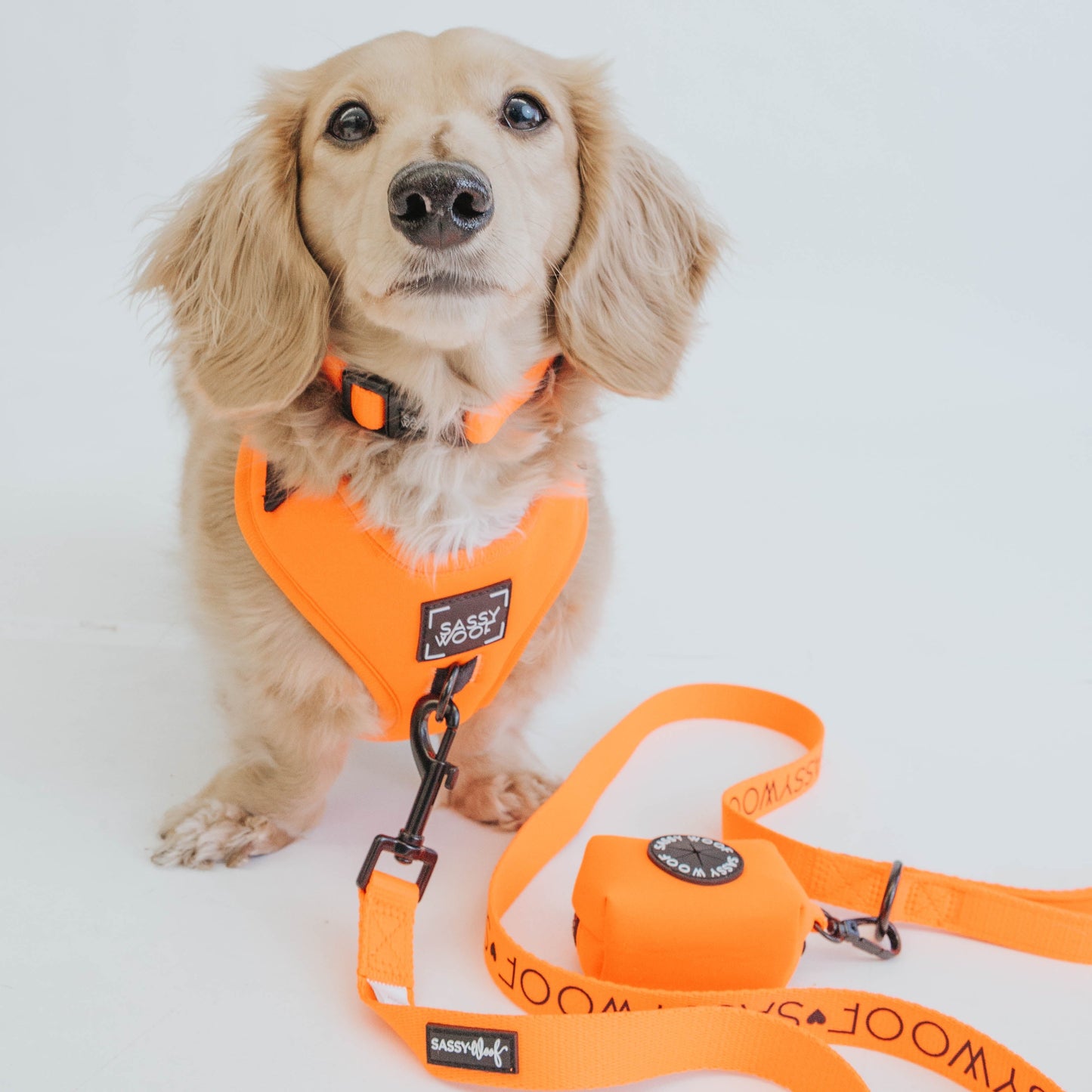 Dog Four Piece Bundle - Neon Orange
