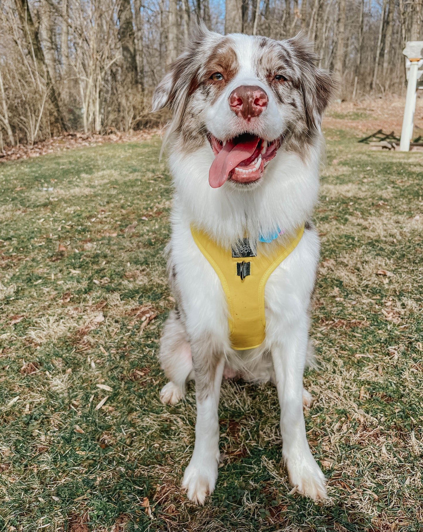Dog Four Piece Bundle - Neon Yellow