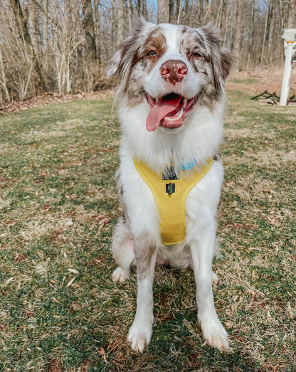 Dog Four Piece Bundle - Neon Yellow