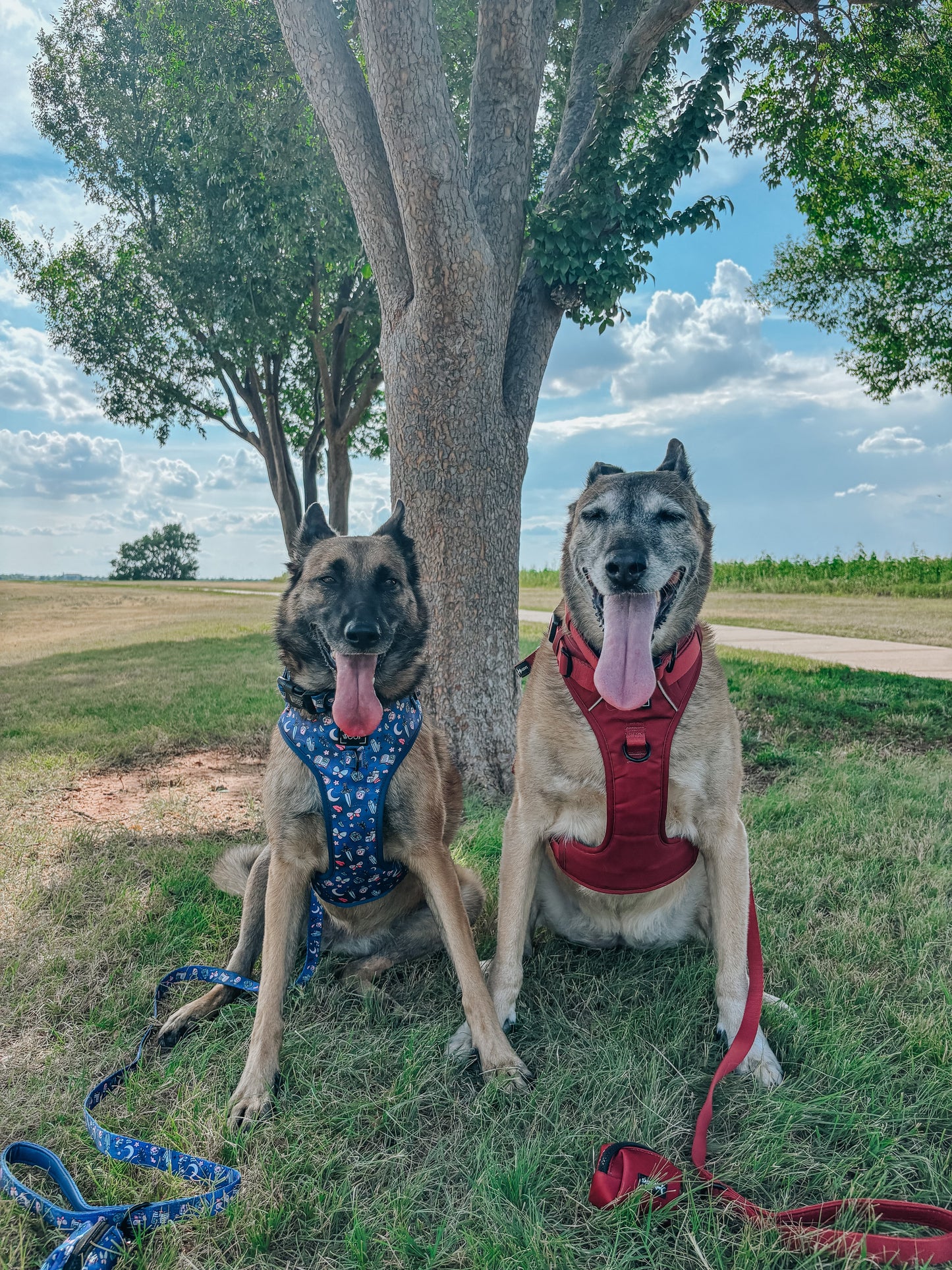 Dog Four Piece Bundle - Burgundy