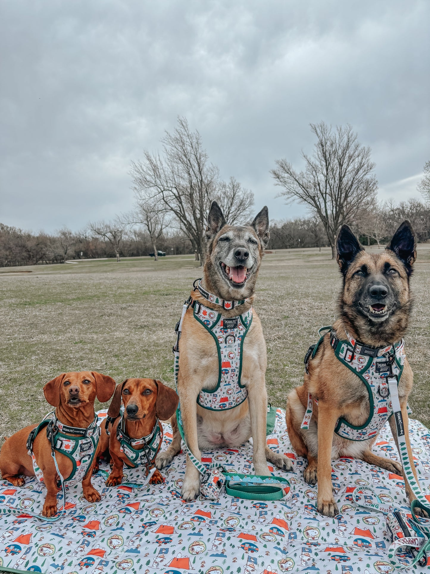 Dog Four Piece Bundle - Peanuts™ Beagle Scouts