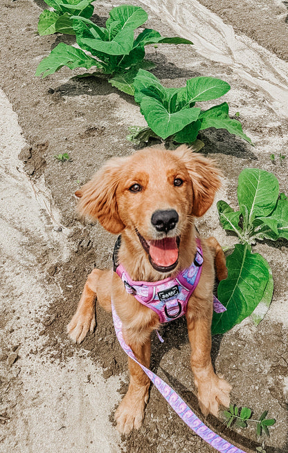 Dog Two Piece Bundle - Purple Haze