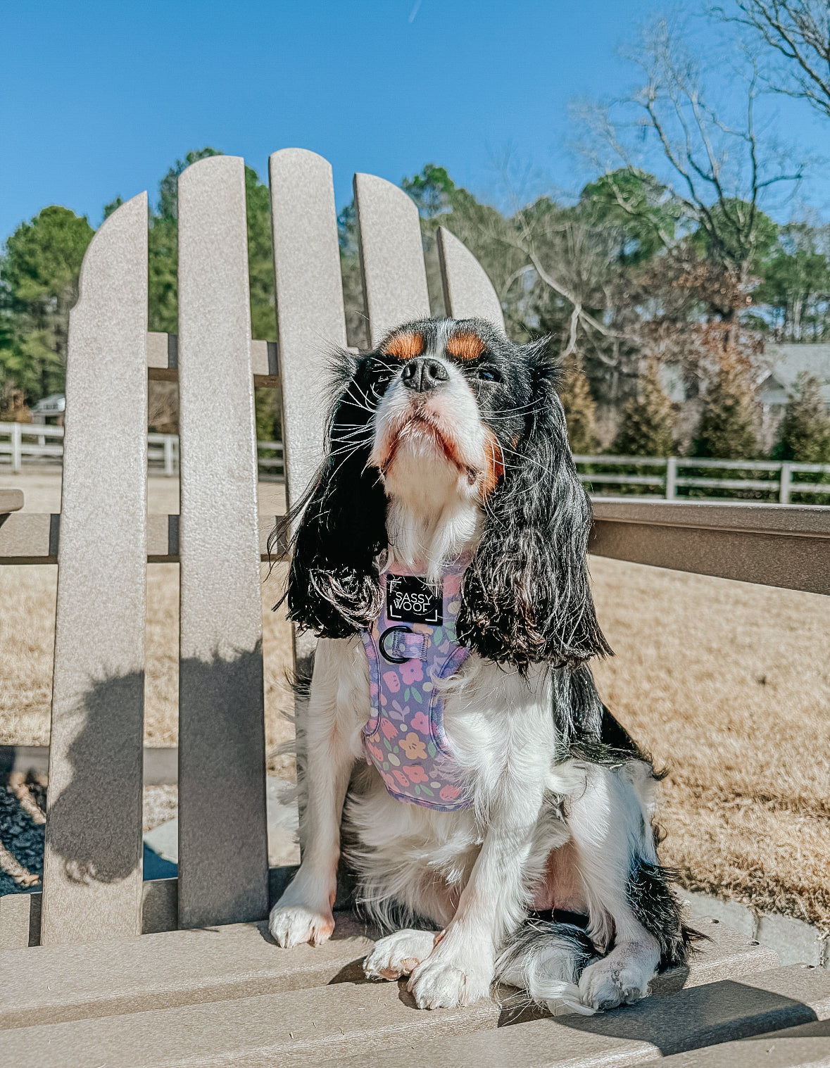 Dog Two Piece Bundle - Fleur de Sass