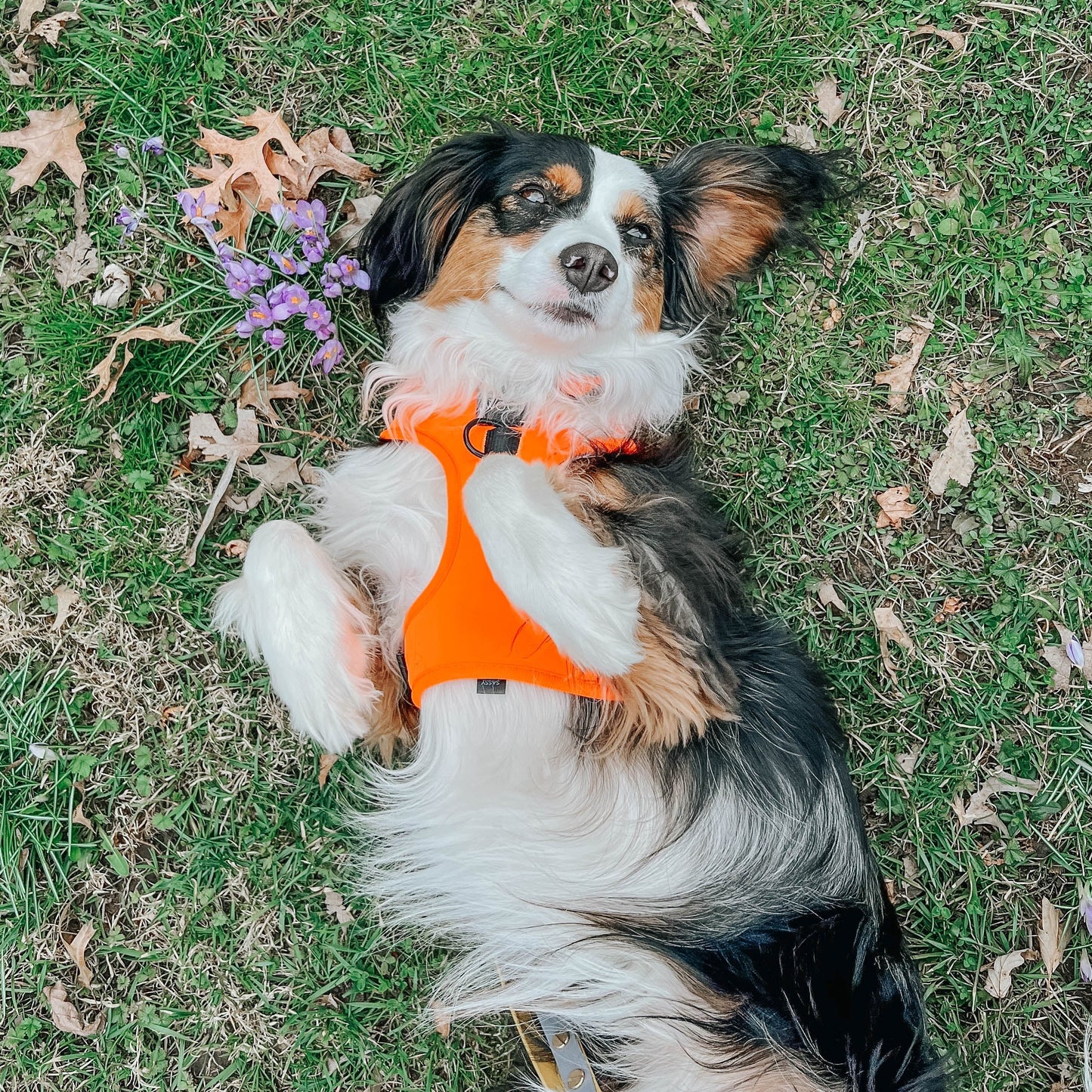 Dog Four Piece Bundle - Neon Orange