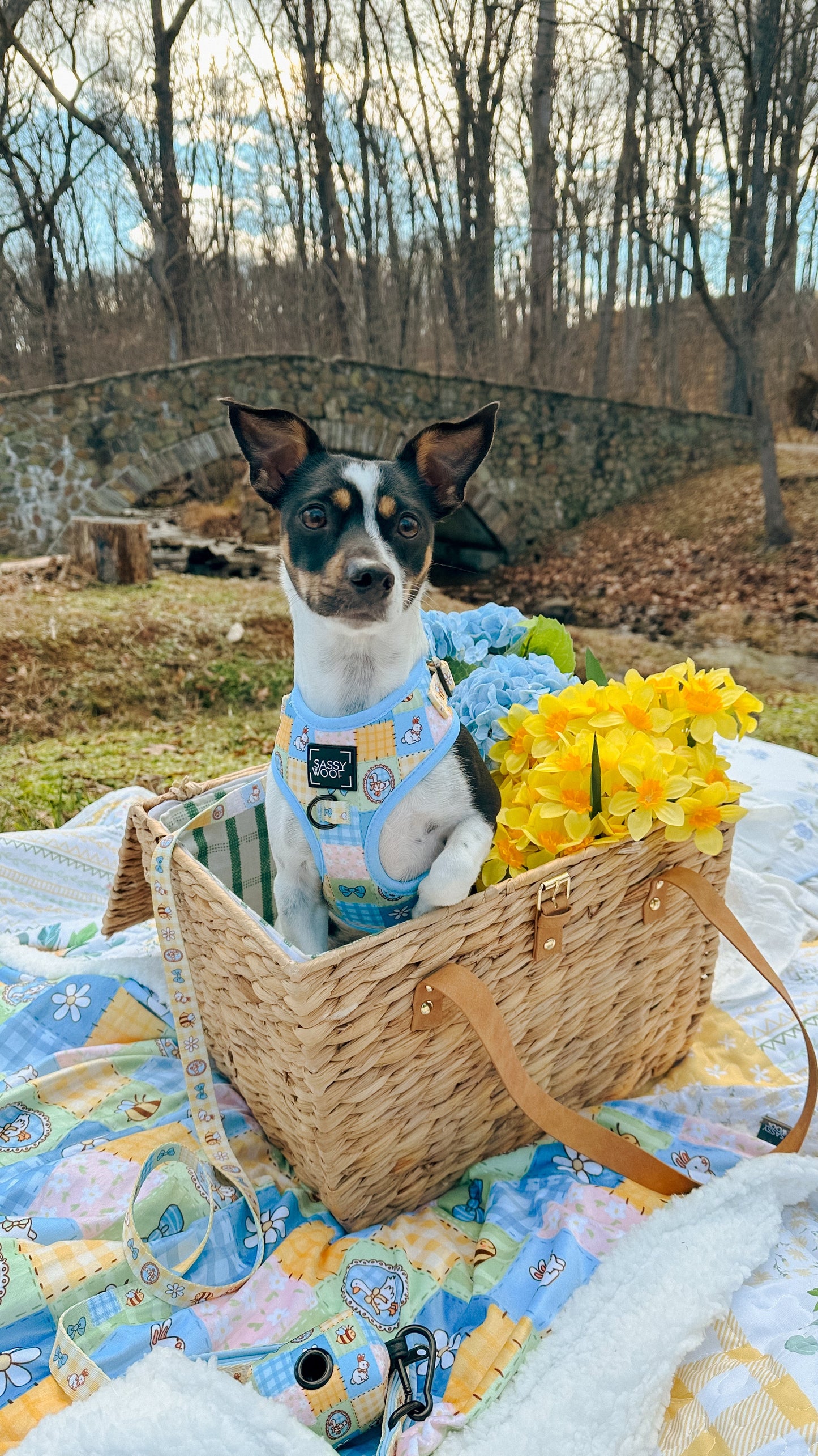 Dog Two Piece Bundle - Patch Perfect