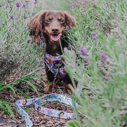 Dog Two Piece Bundle - Disney's Jasmine