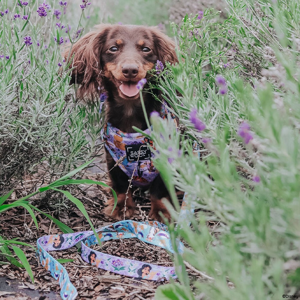 Harness Three Piece Bundle - Disney's Jasmine