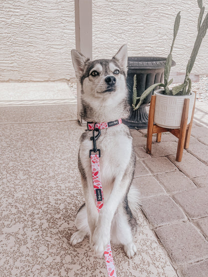 Dog Collar - Mykonos
