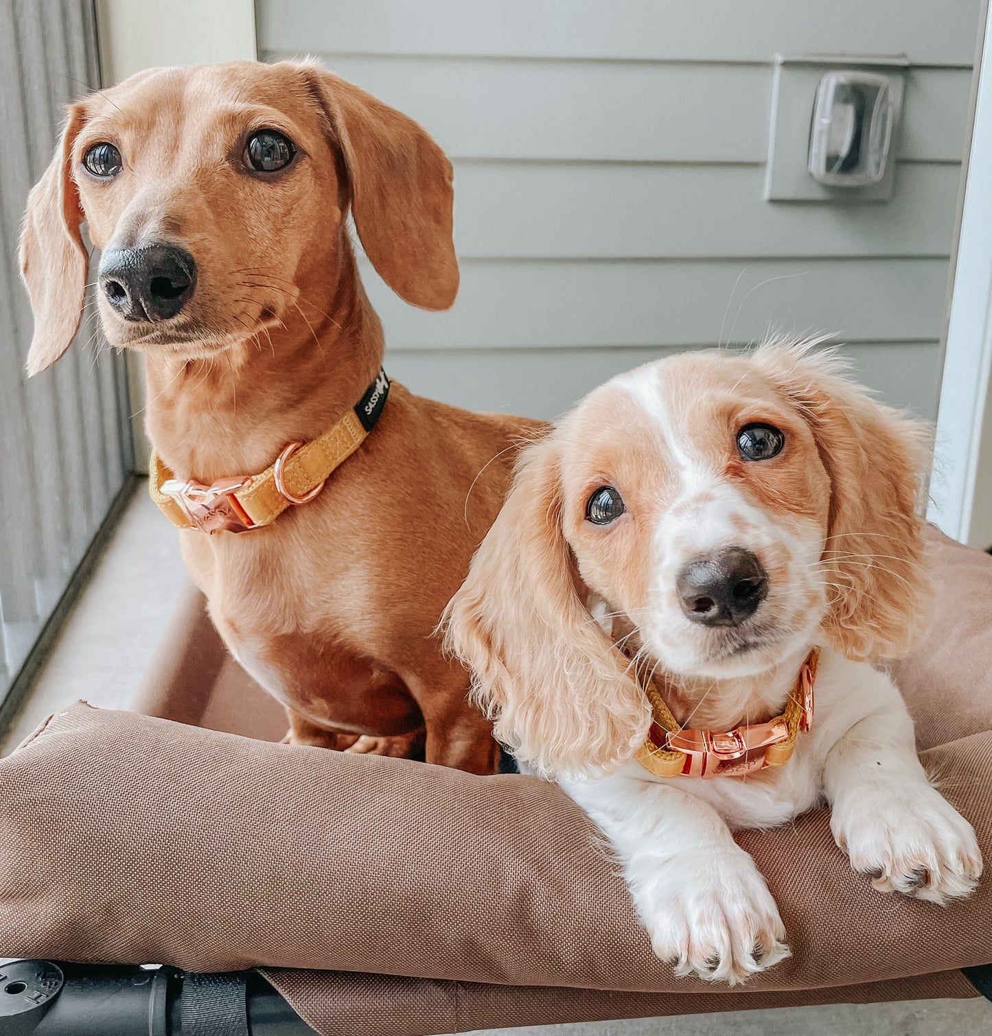 Dog Collar Three Piece Bundle - Sunflower Fields