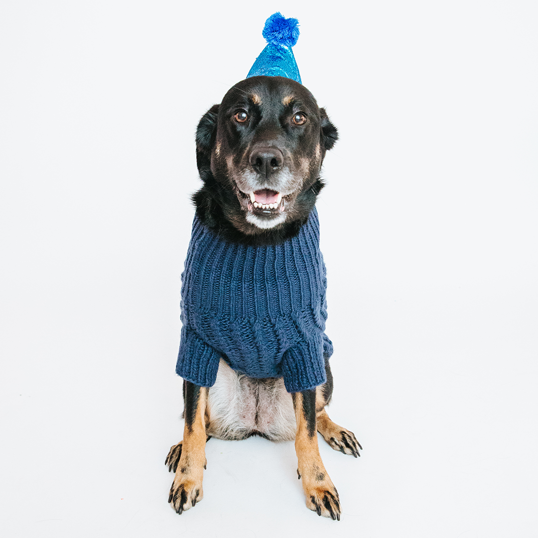 Pet Cable Knit Sweater - Navy