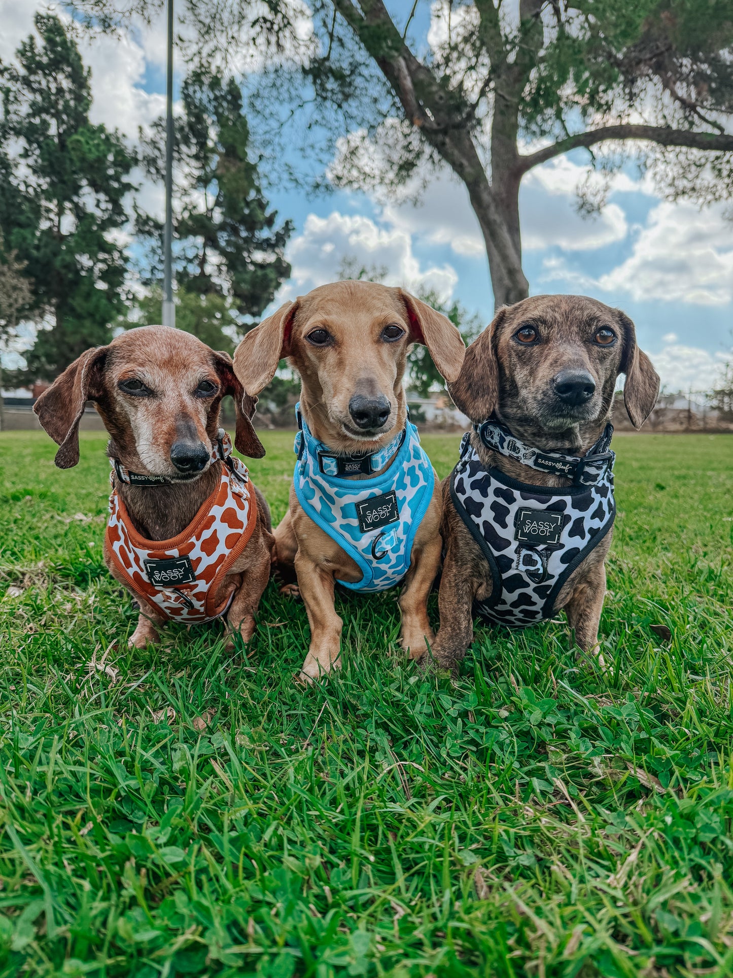 Dog Four Piece Bundle - Blueberry Milk