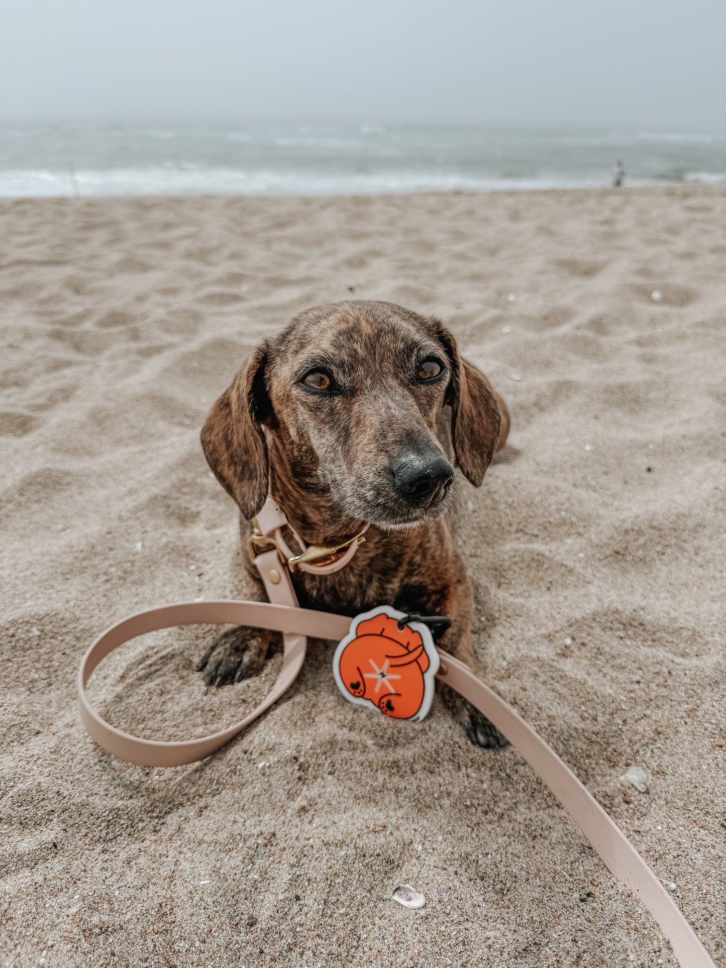 Potty Pal - Dachshund