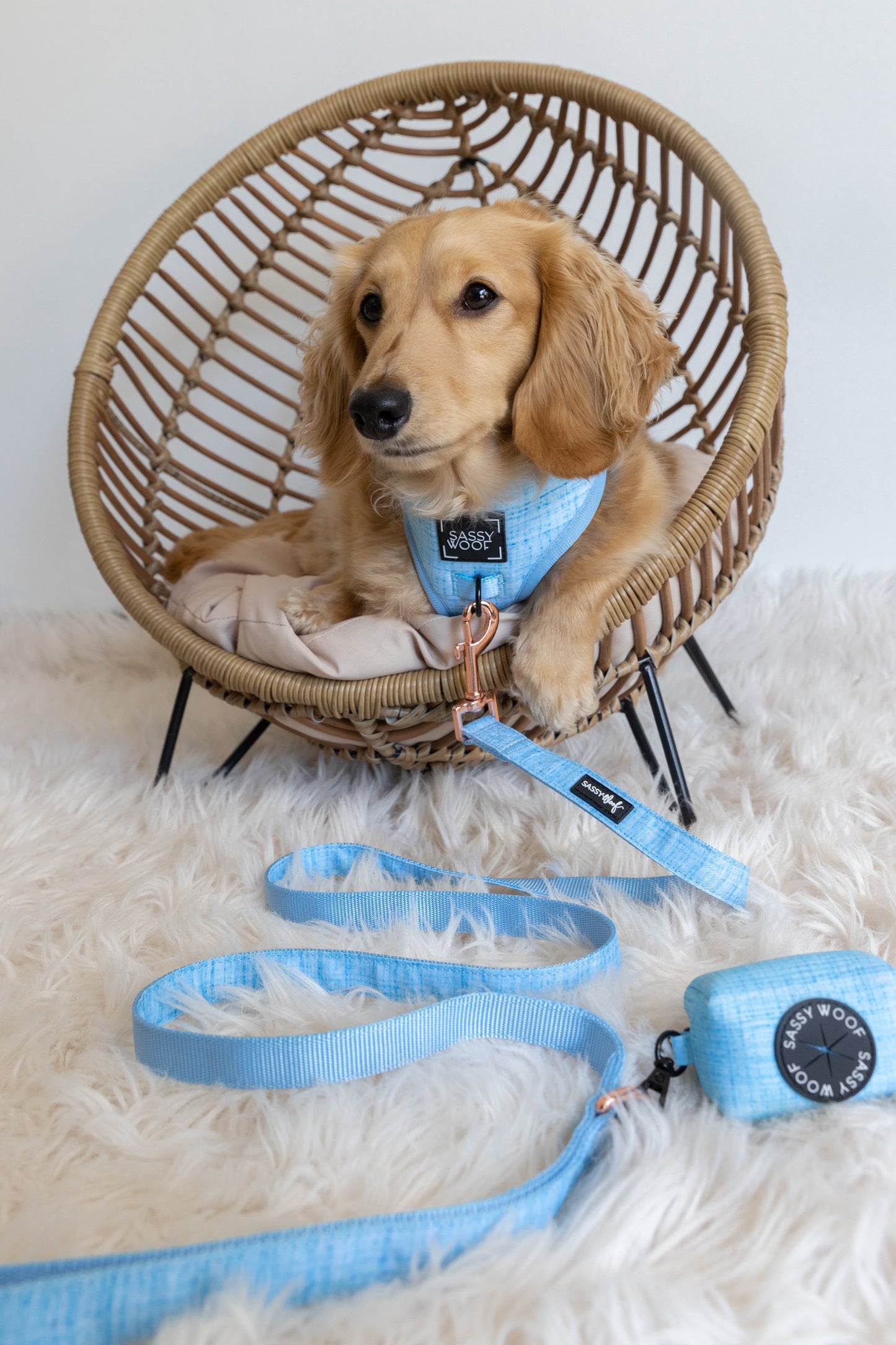 Dog Four Piece Bundle - Blumond