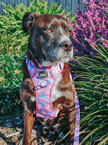 Dog Step-in Harness - Purple Haze